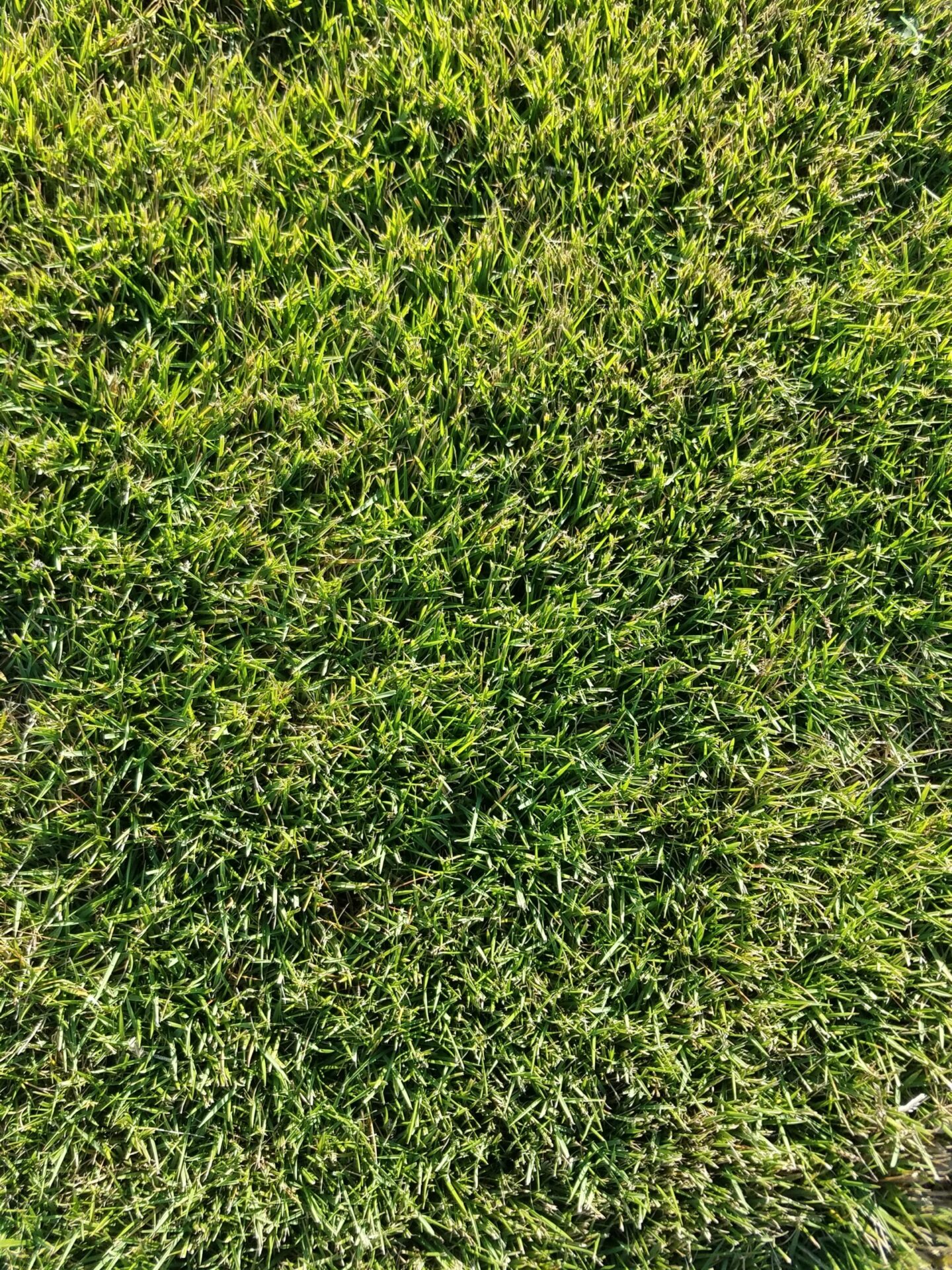 Emerald Zoysia - Sodmasters Landscape Center