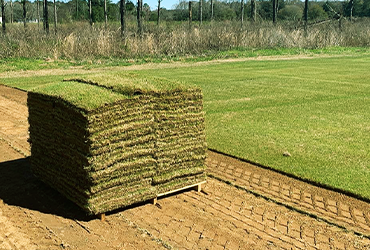 Tifway419 Bermudagrass
