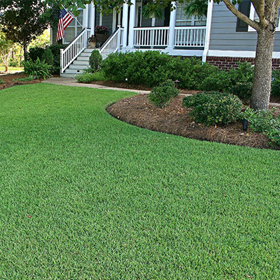 Empire Zoysia - Sodmasters Landscape Center