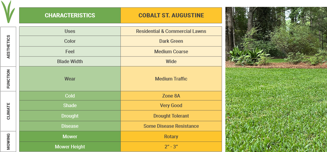 Cobalt St Augustine Chart